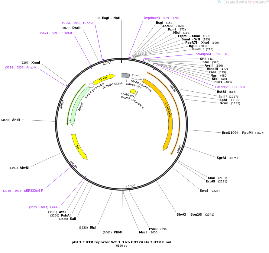 pGL3 3'UTR reporter WT 1.3 kb CD274 Hs 3'UTR Final质粒图谱